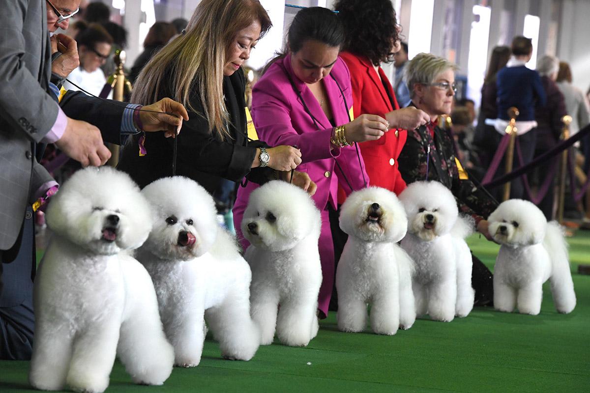 143rd Westminster Dog Show wraps up with fox terrier becoming the king of the show