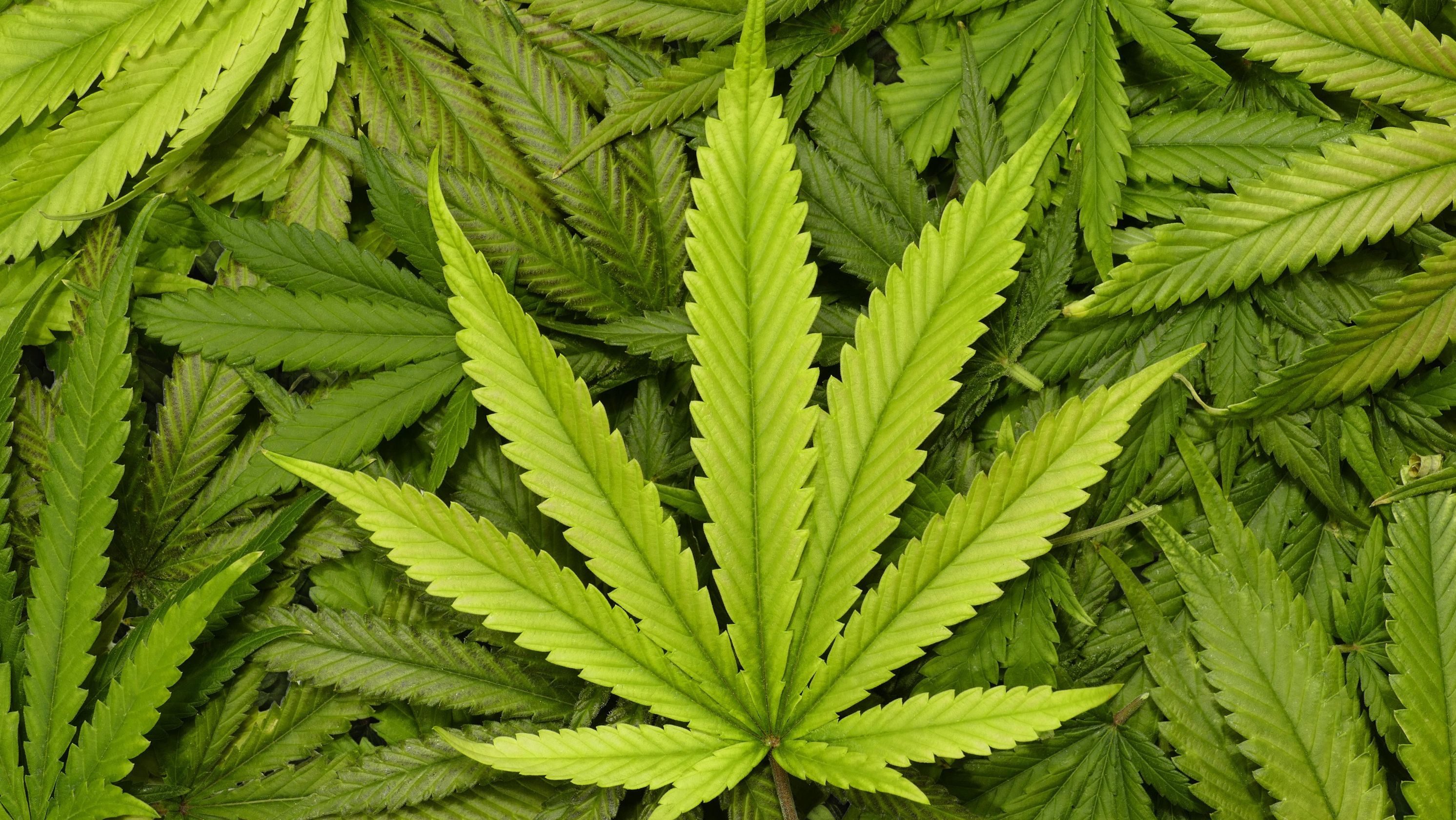 Marijuana legal US states