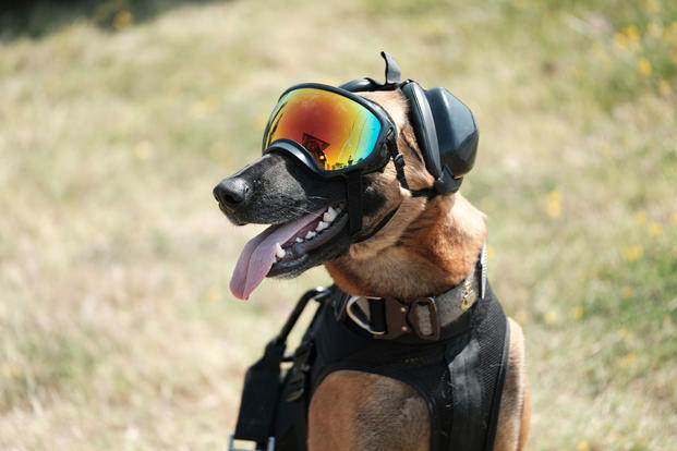 Military Dogs attacks Jihadists, saves 6 soldiers