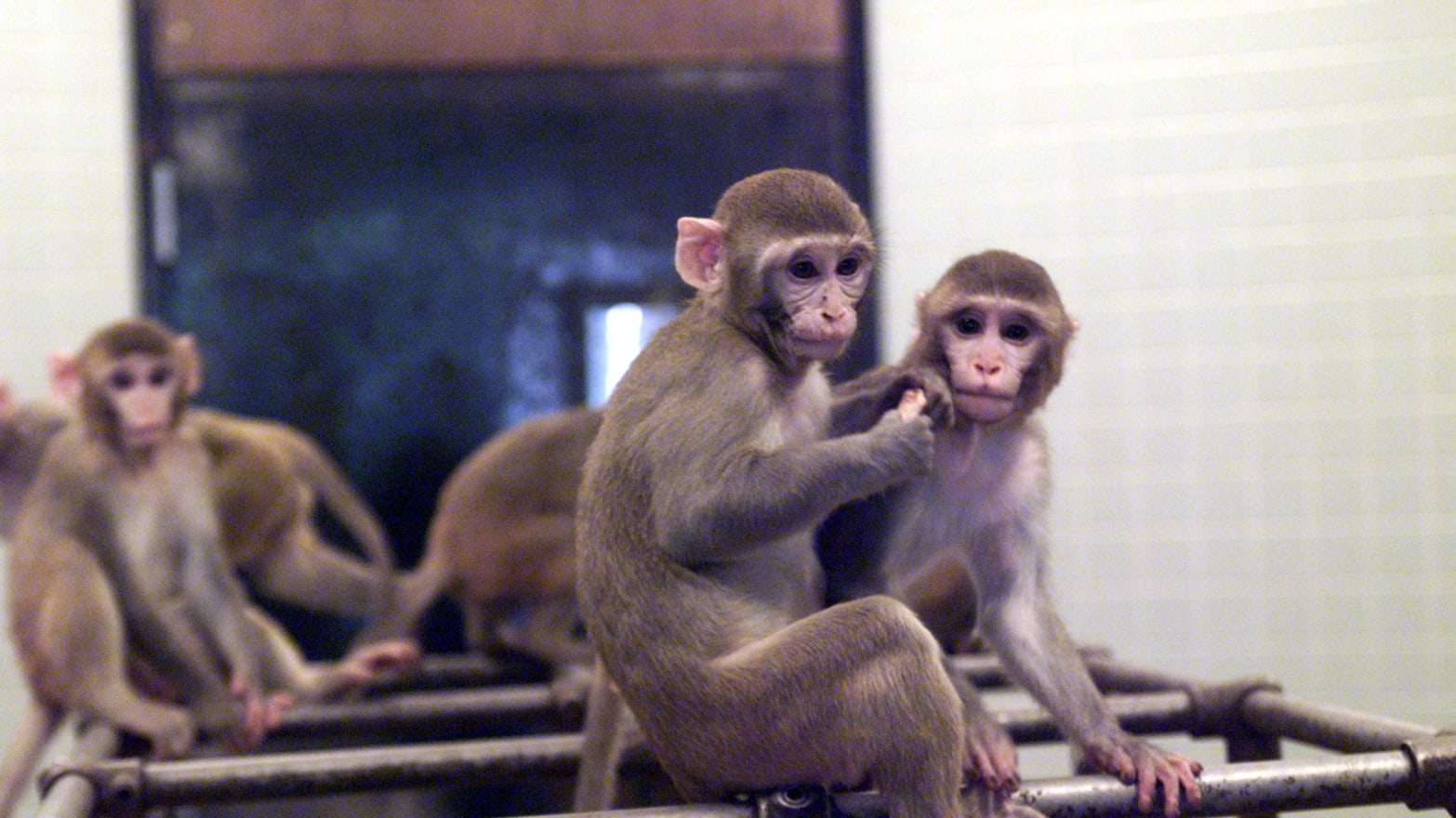 HIV Cure Experiment on Monkeys