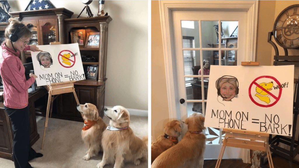 Andonia presents new ground rules to her dogs while working from home