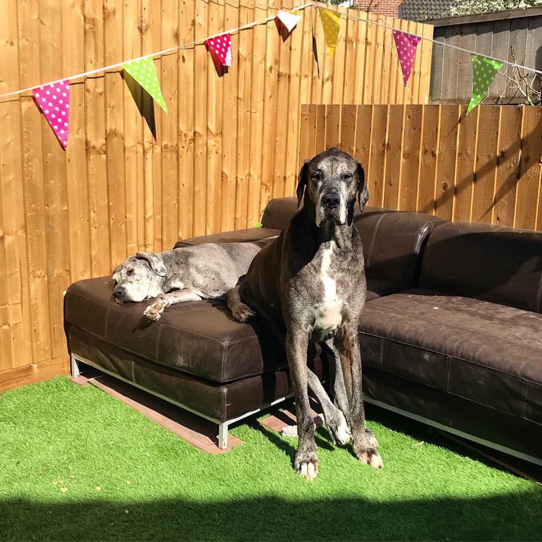 World's Tallest Dog Freddy Is Now The Oldest Living Great Dane