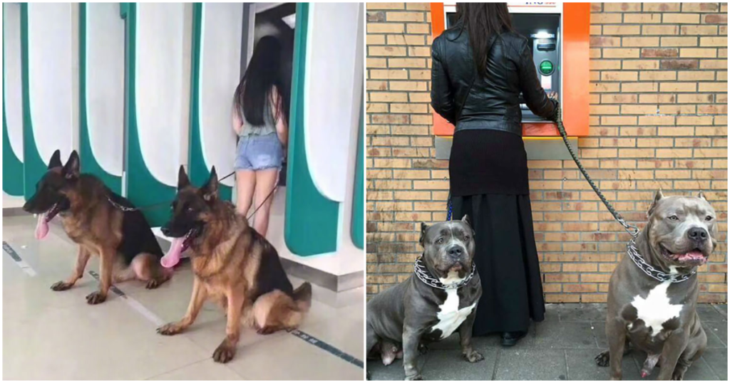 13 ATM Protecting Dogs That You Don’t Dare Messing With
