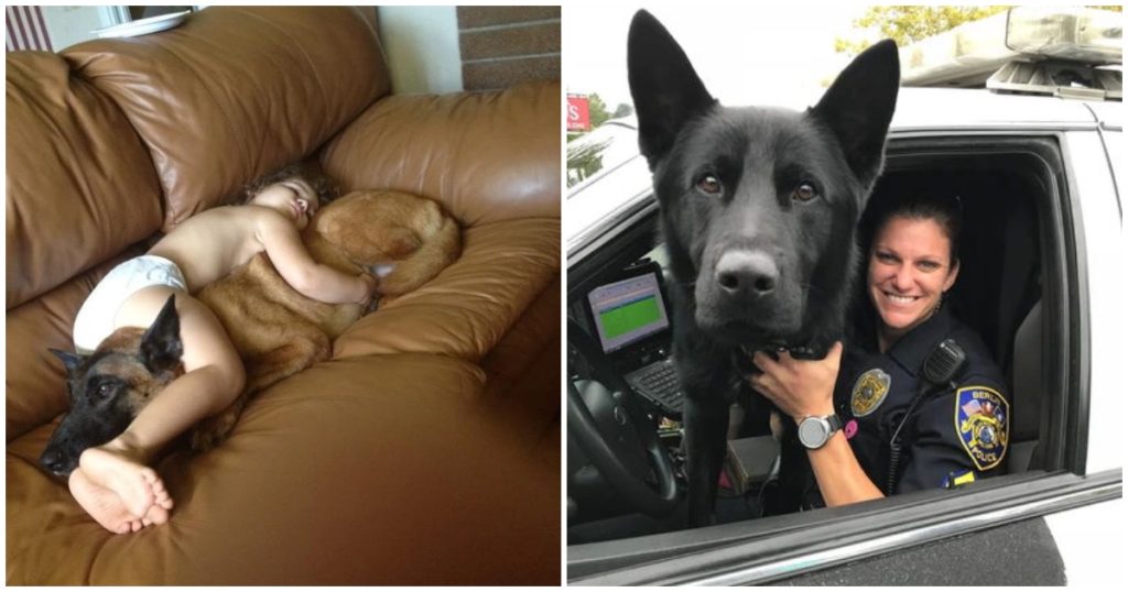 15+ Pictures Which Prove That German Shepherds Are The Best Dogs Ever