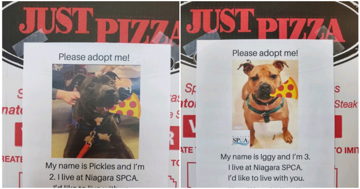 Pizza Restaurant Helps Dogs Get Adopted By Putting Their Pictures On Their Boxes