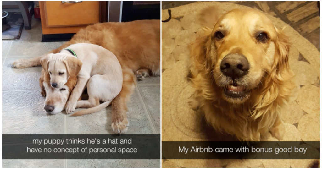 24 Wholesome Dogs On Snapchat