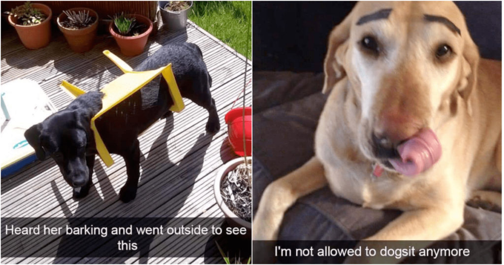 28 Snapchat Photos Prove That Dogs Are Too Pure For Us