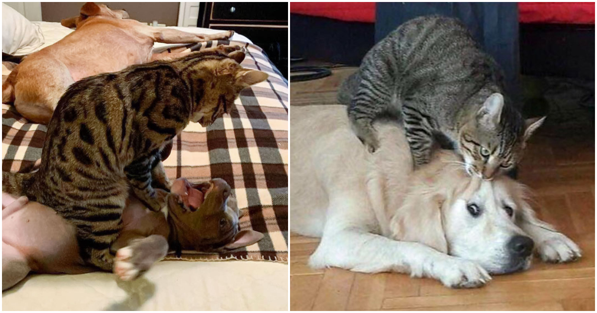40 Cats Being Mean Jerks To Dogs