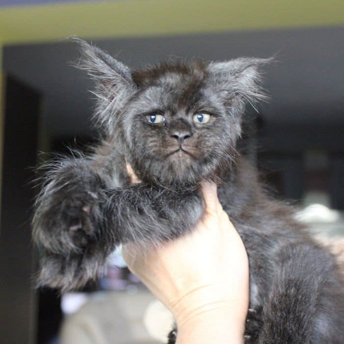 This Cat Has A Human-Like Face, And We Can’t Unsee It