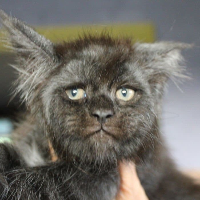 This Cat Has A Human-Like Face, And We Can’t Unsee It