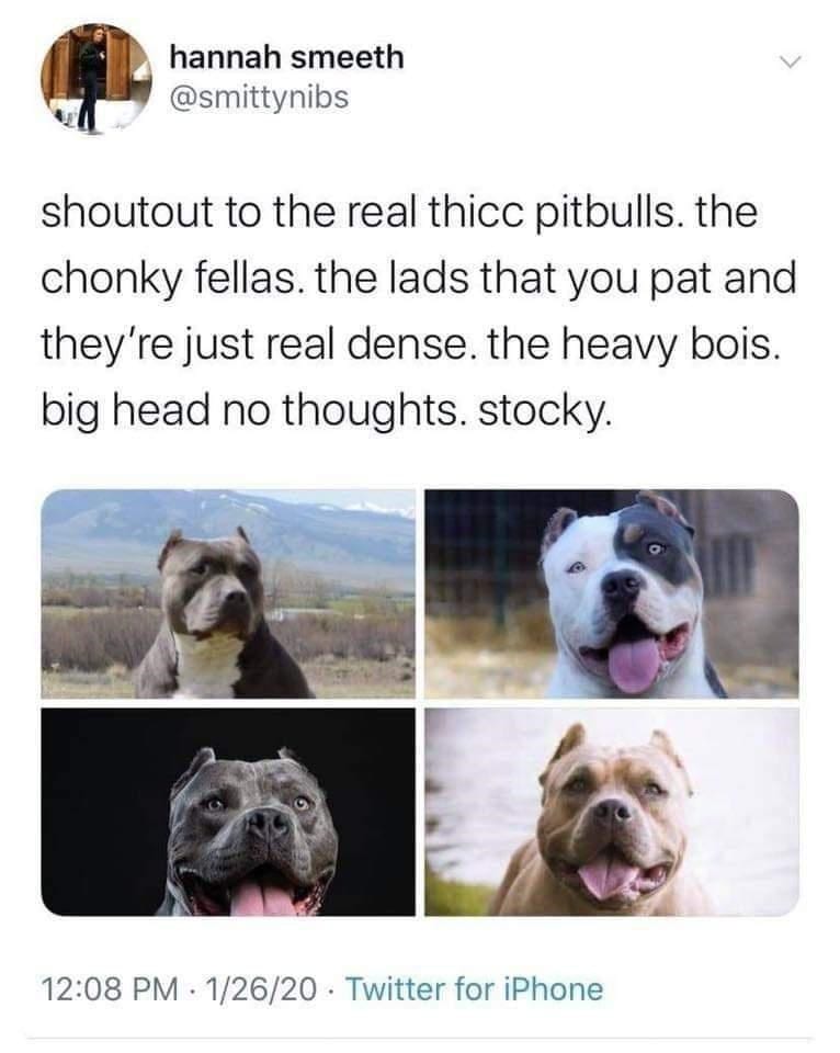 Some Heckin' Good Boy Doggo Memes To Boost Your Serotonin ...